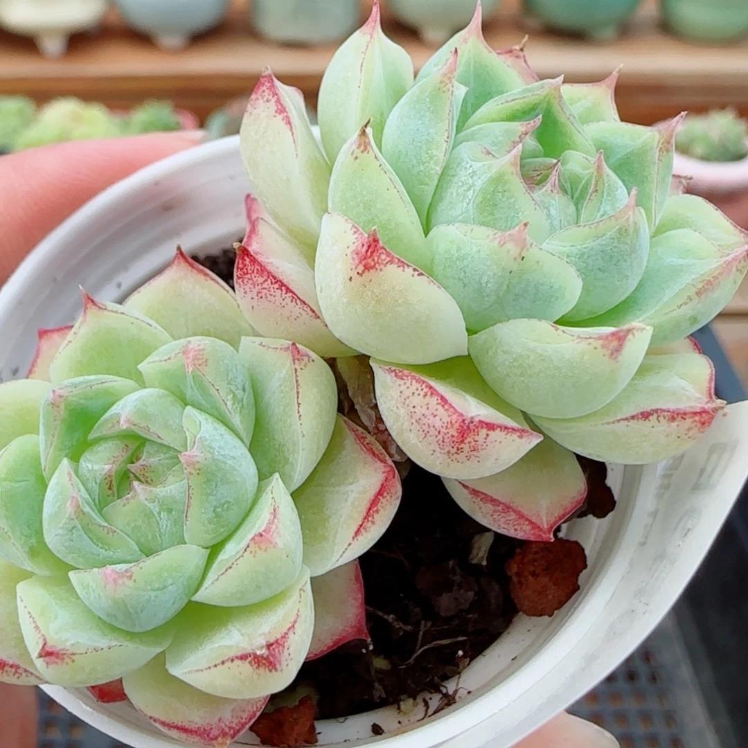 花语逸镜1009-509女王