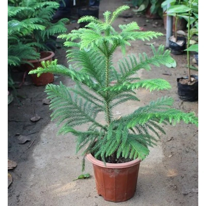 马来西亚南洋杉盆栽小苗室内办公桌面绿植盆景花卉植物南阳杉树苗