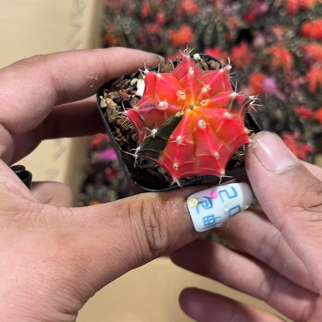 乘*美11620一物一拍单头发货