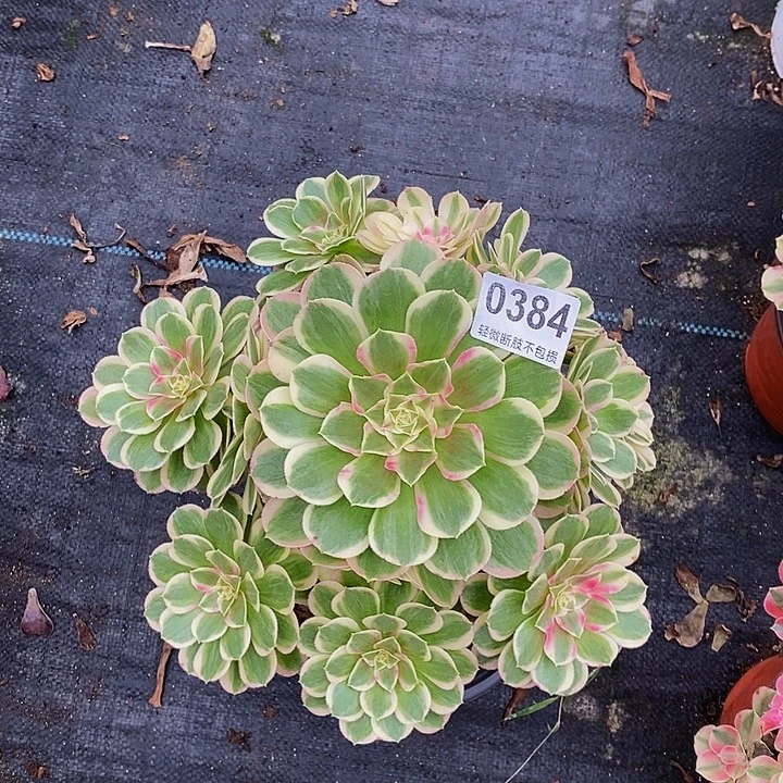 孔雀翎03844444444