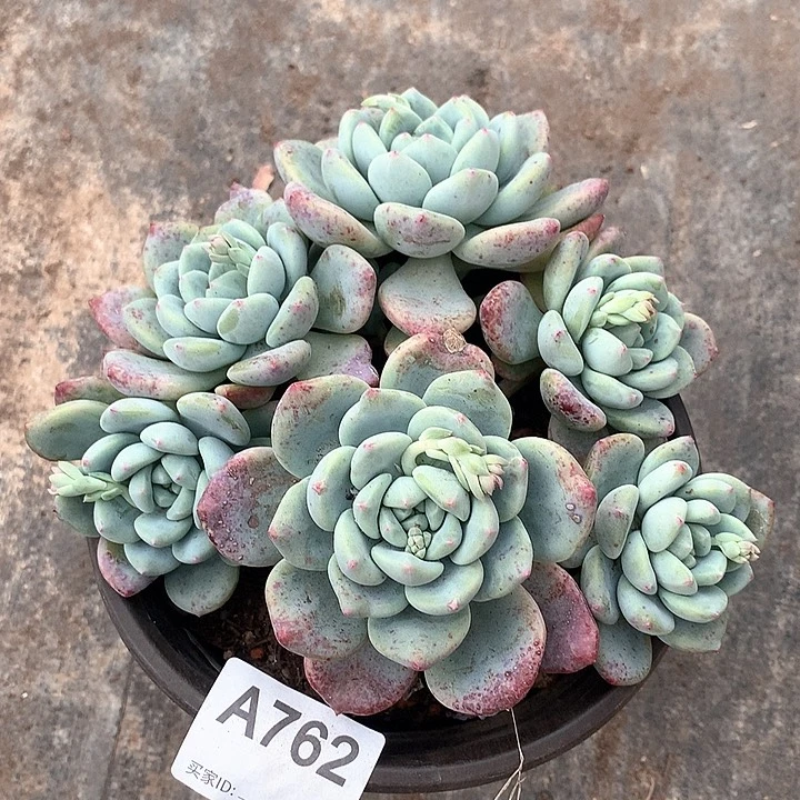 望舒群生A762号无砍