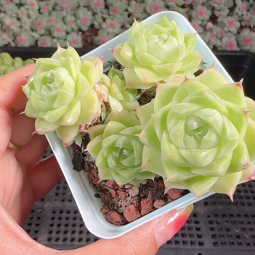 0923-114麦秆优选不包整