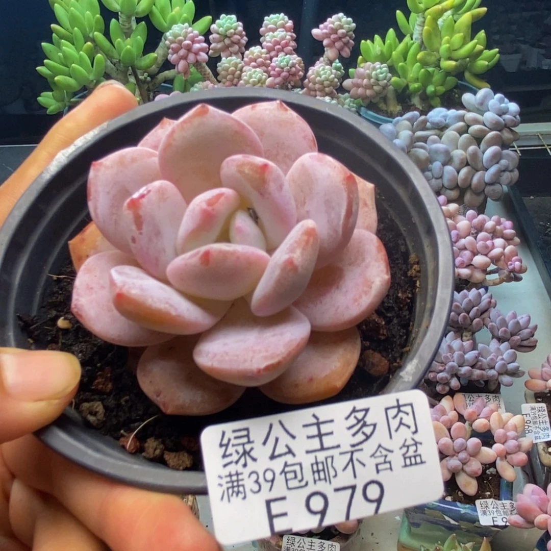 979冰糕多肉肉6c m