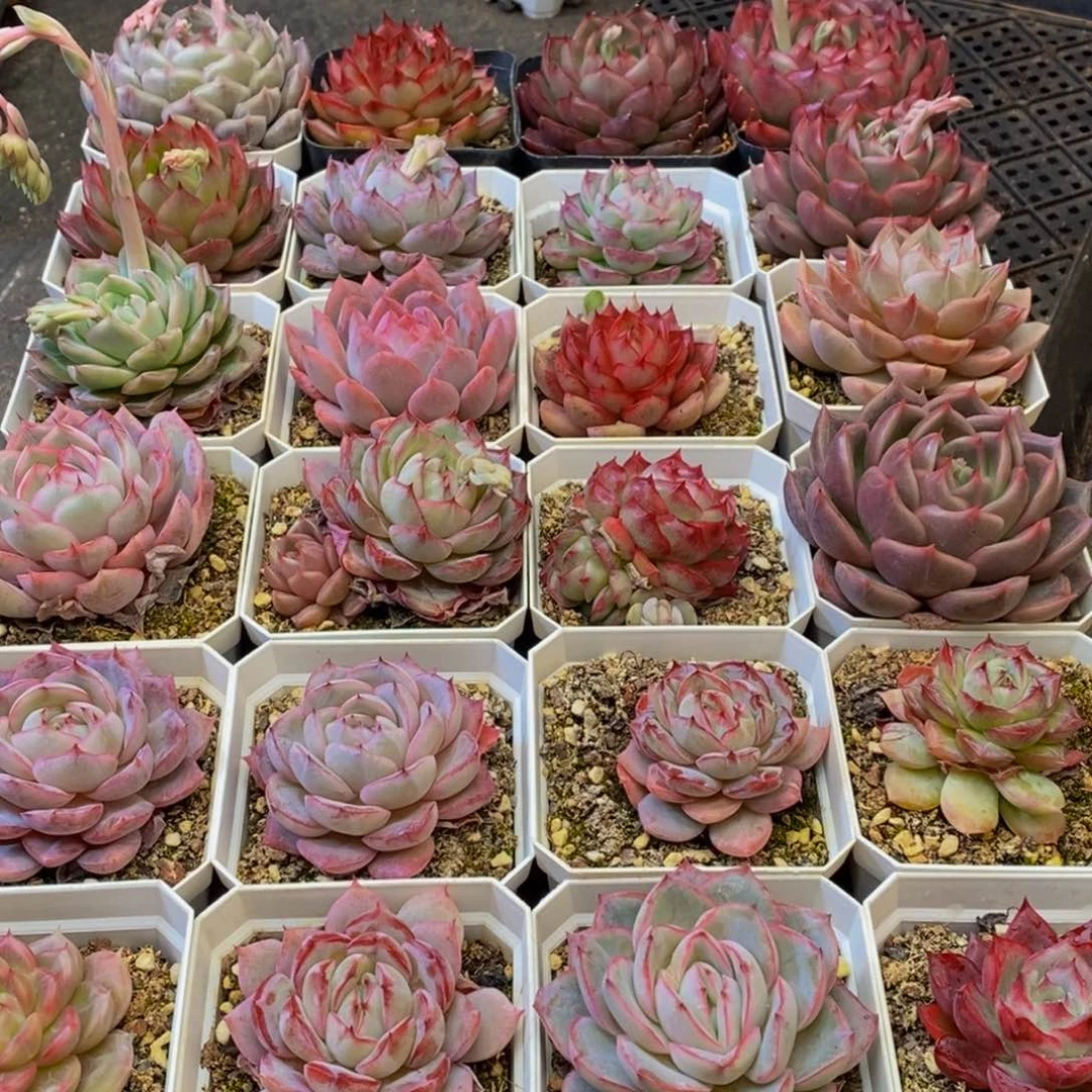 940多肉植物保护研究所所长的