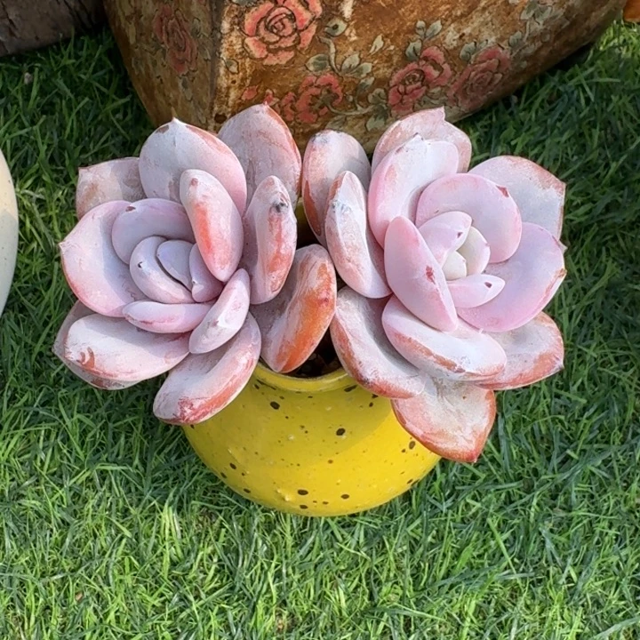 多肉植物奶茶双头