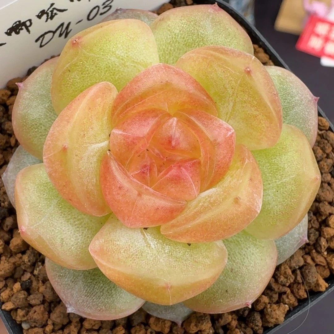 0617-03-追月单头