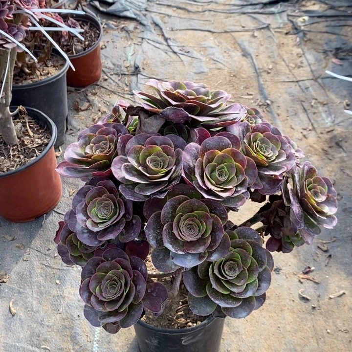 魅金玫瑰多肉植物22