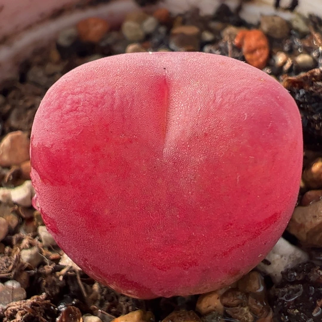 水蜜桃多肉植物百科7