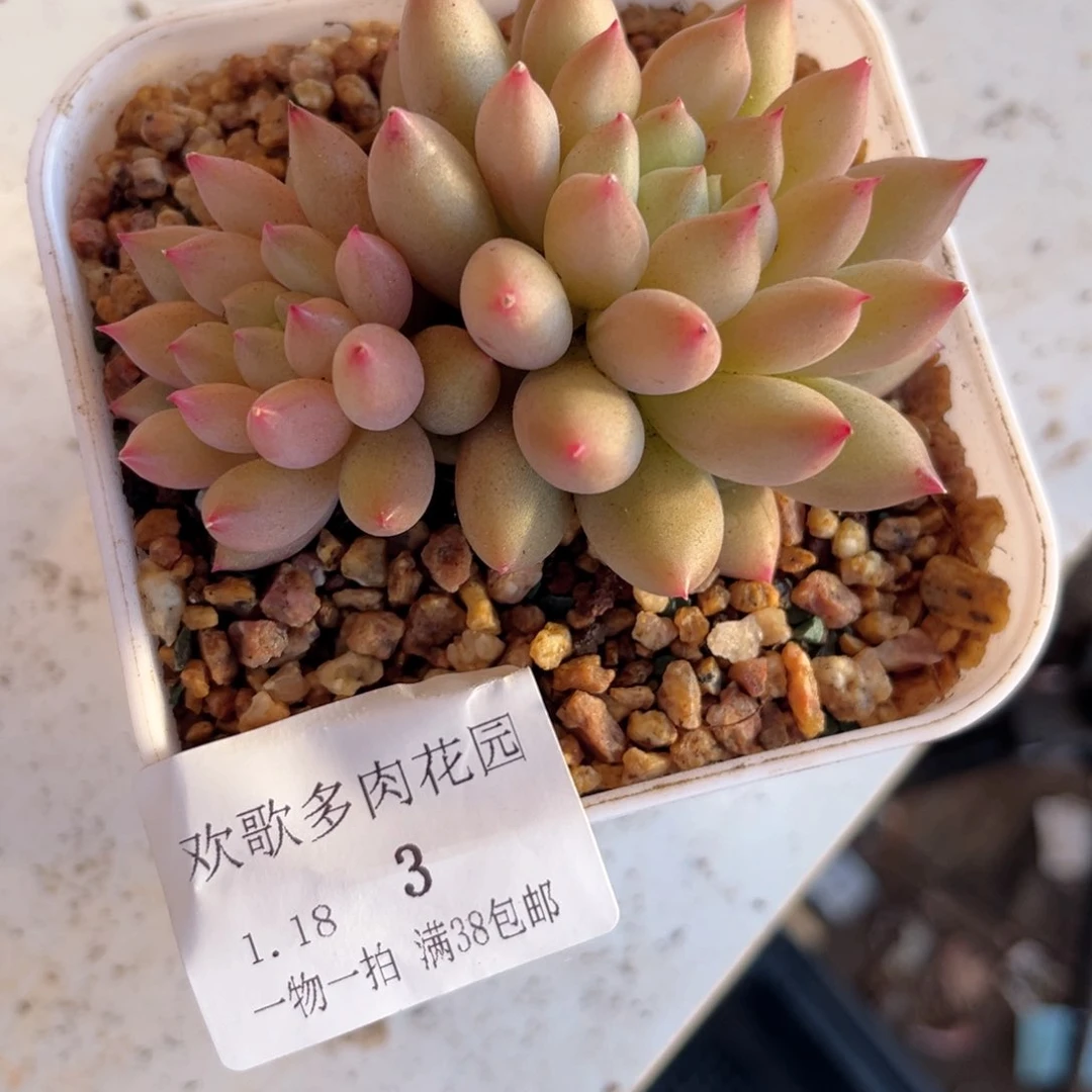 熙*轩1.18-3岩字小群生