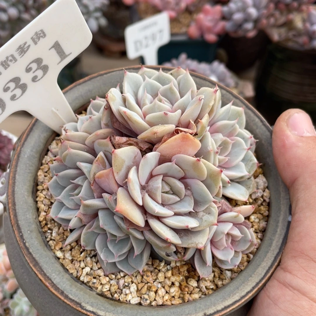 0331雪域蓝光不带盆8厘米