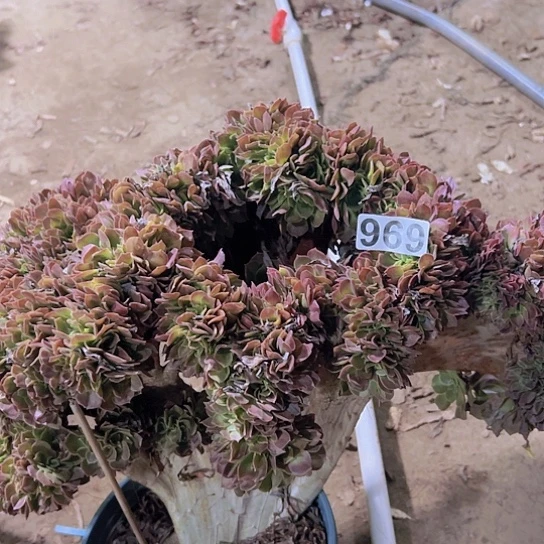尘***月多肉植物一个玫瑰追