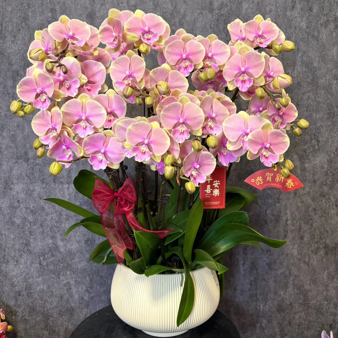 【芳美-蝴蝶兰】 鲜花绿植  好养花期长  室内观赏花