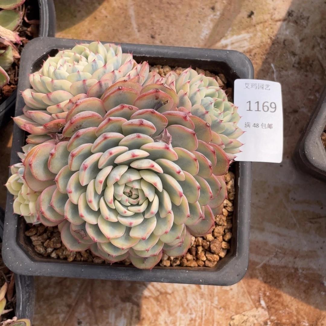 吉莲锦群生1169多肉多肉