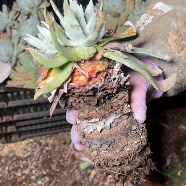 295哈哈哈哈哈哈哈哈