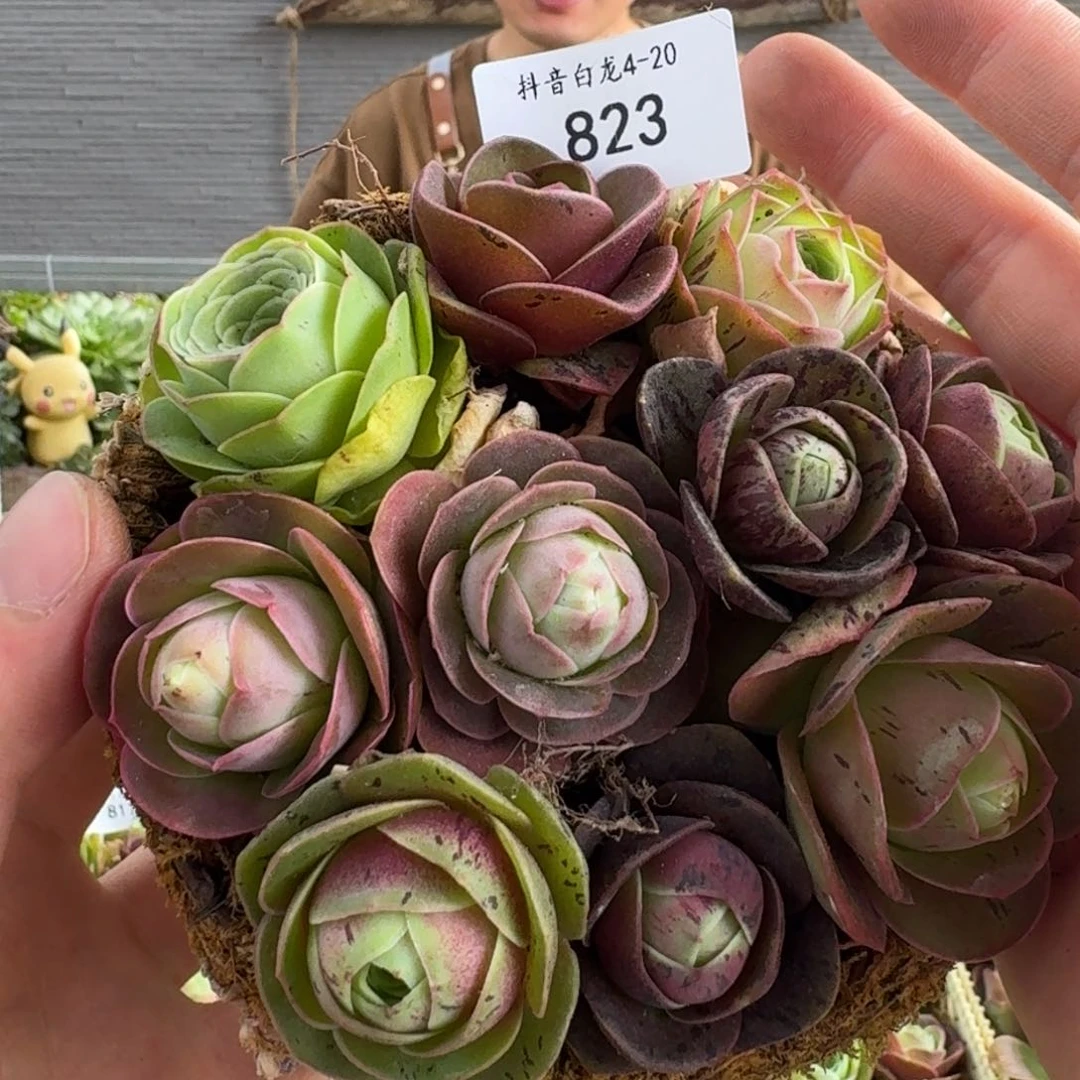 白龙823 苔藓玫瑰花篮