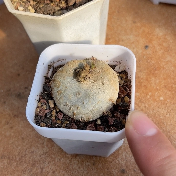 无花朵实生玉扣球兰一物一拍
