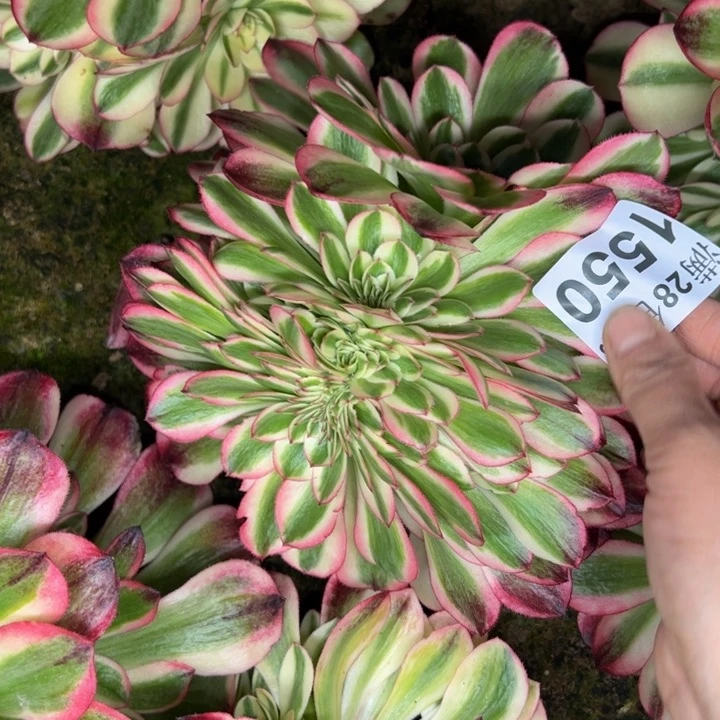 1550南倾城坠话多肉植物