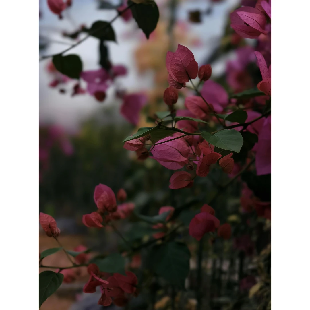 2026直播间爆款三角梅一物一拍阳台庭院花卉勤花绿植漳州直发