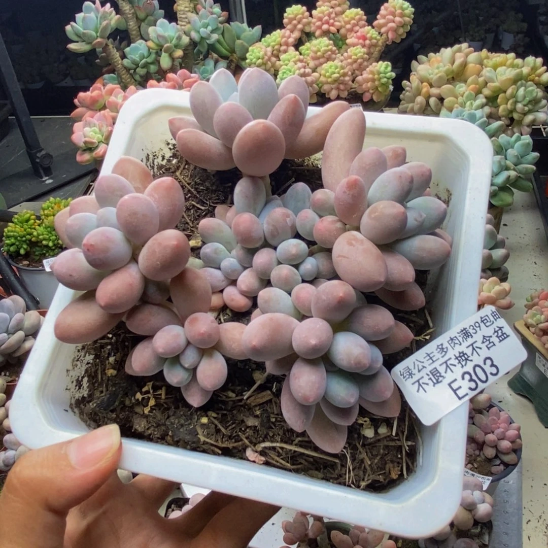 303丸叶汤圆多肉10c m