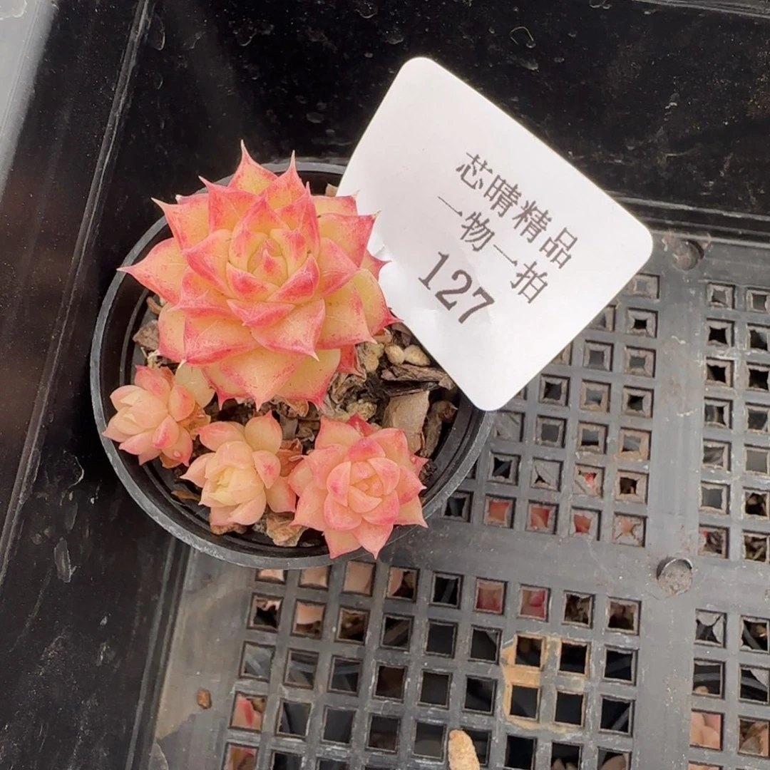 甜*闪购精品多肉127号