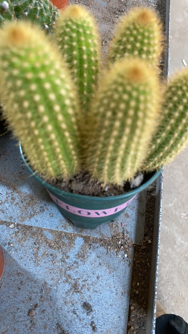 奥托金妞 仙人球满20包邮（介意干巴瑕疵掉侧芽勿拍)