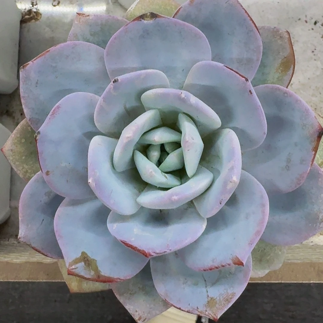 奶茶 单头 一物一拍