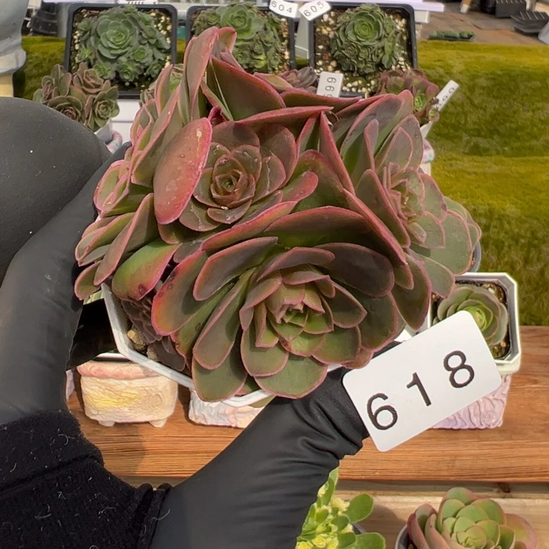 618长叶泽兰基因6.5厘米