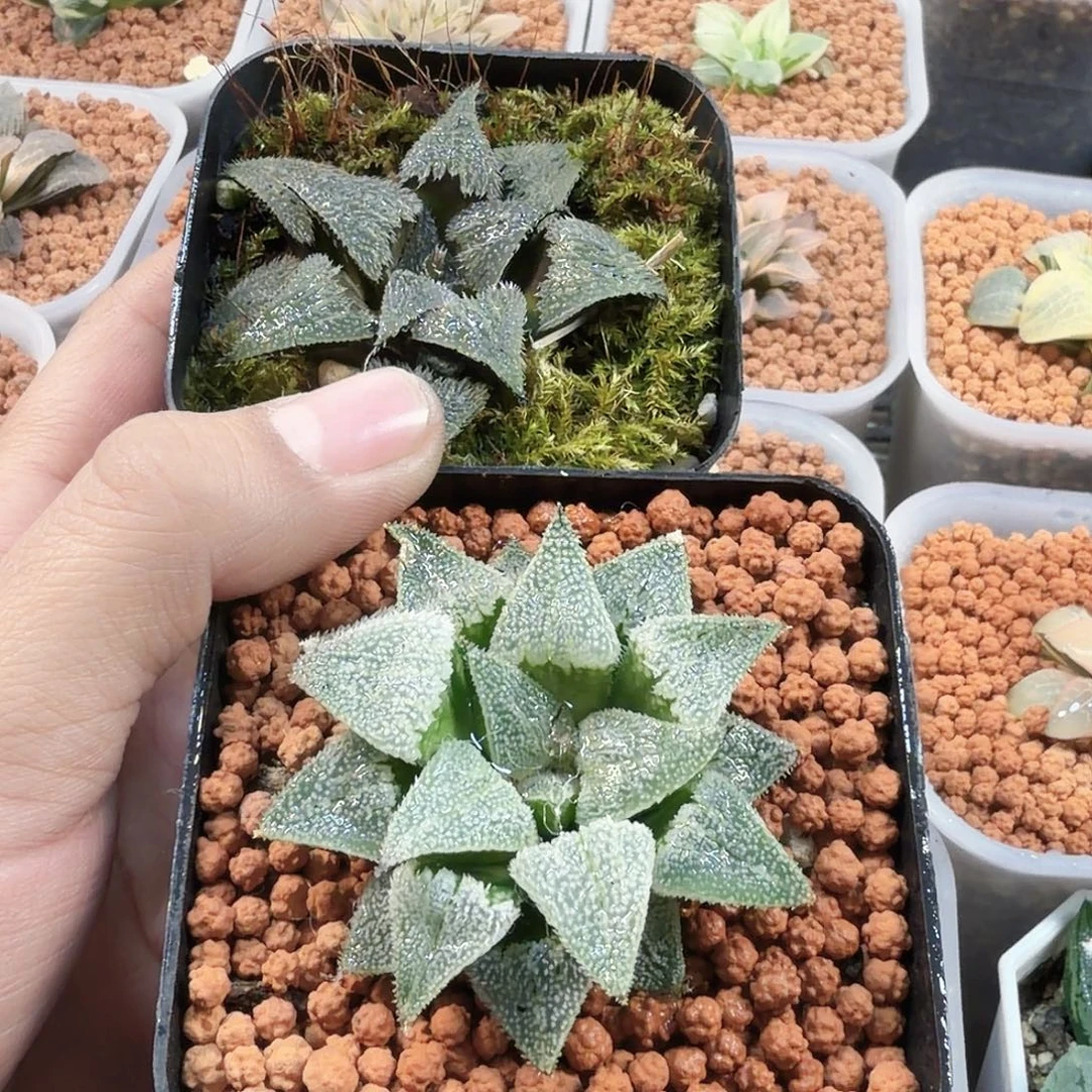 `****无花朵十二卷 长毛狗➕特毛羽