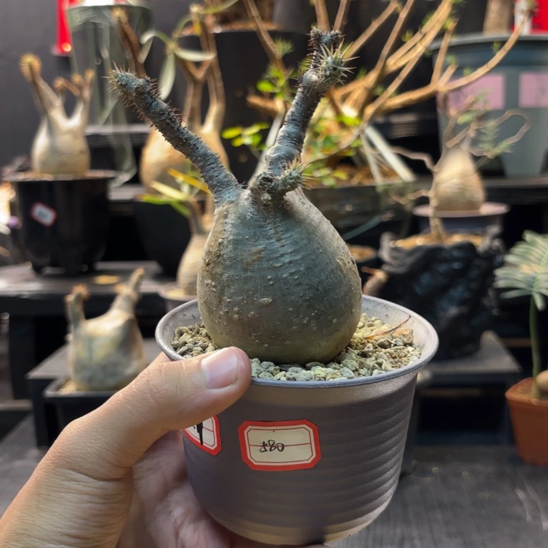 象牙宫带盆发货