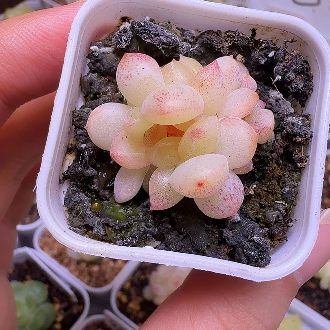 四头y珍妮一物一拍