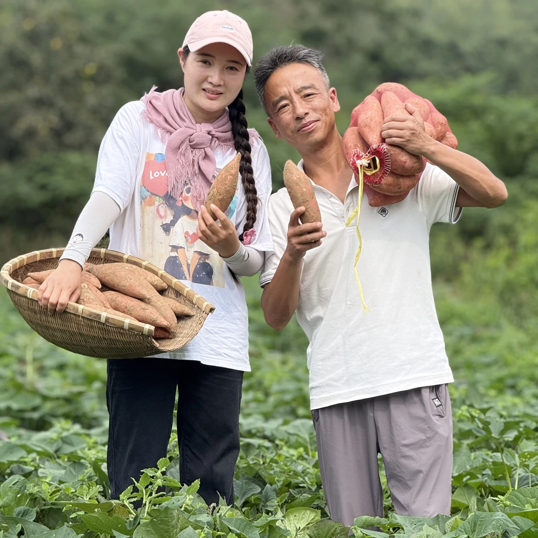 淮河岸边山地烟薯25号 每一个红薯手工挑选