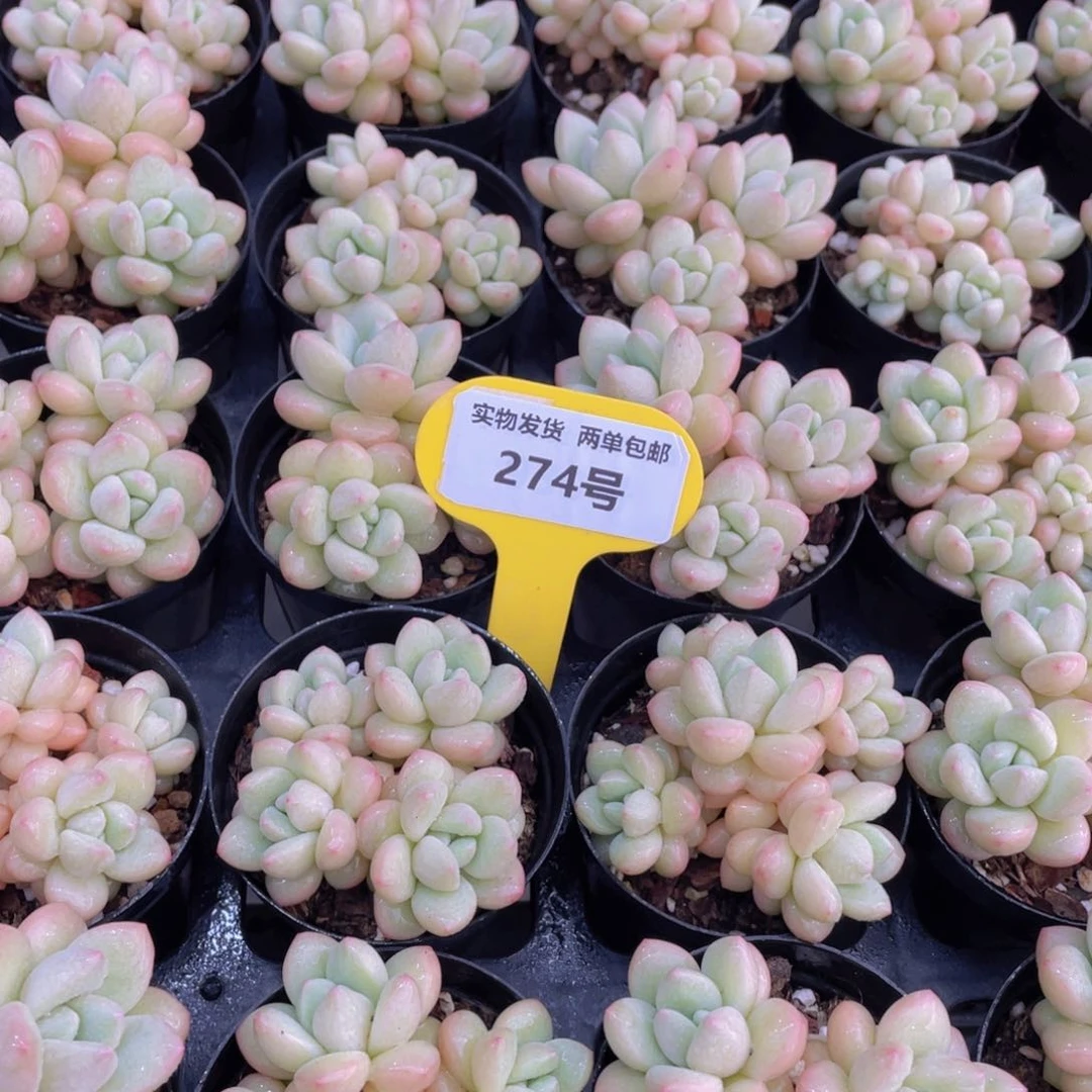 274号 奶油泡泡糖群一个