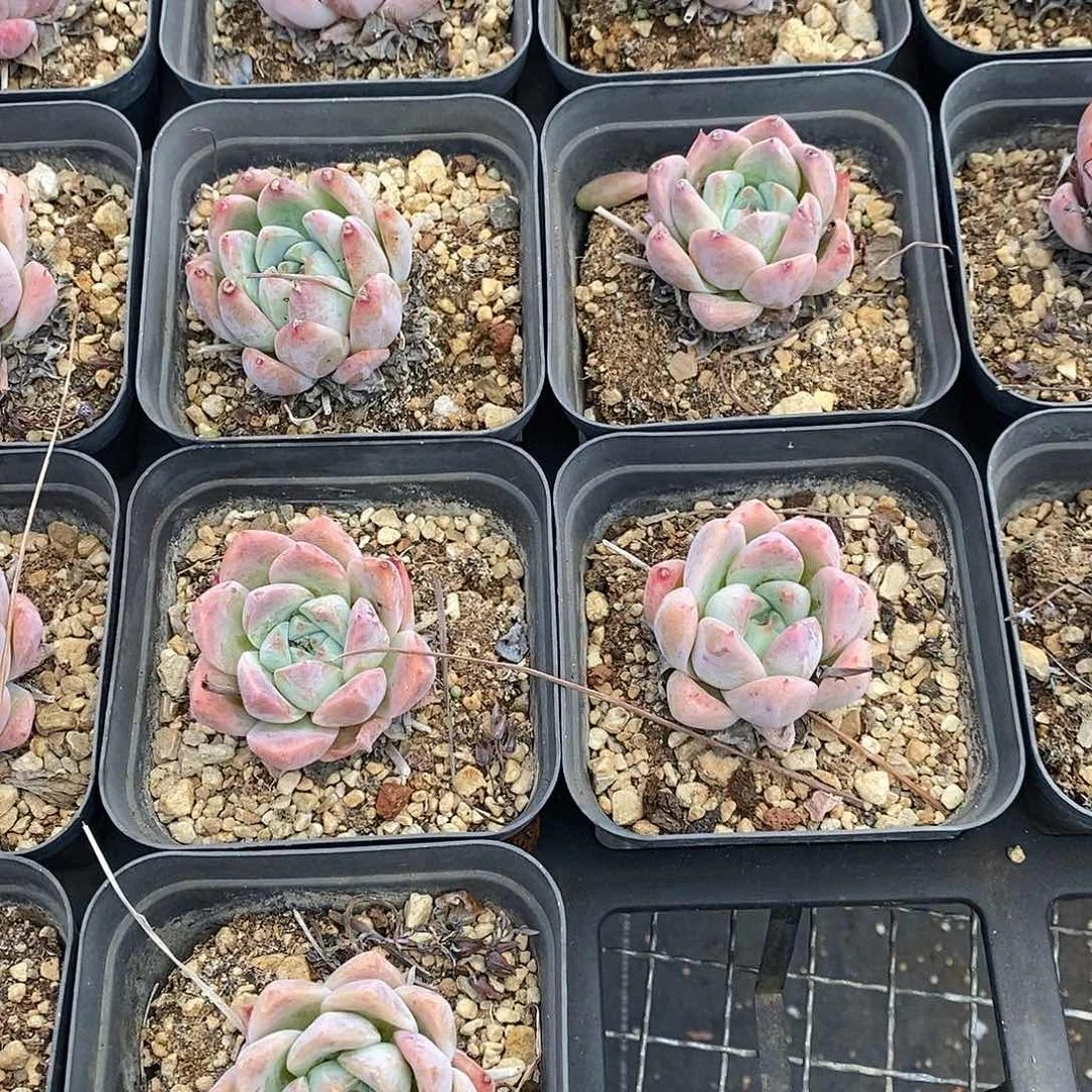 如梦令，福利多多