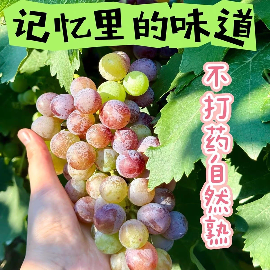 山东老式葡萄巨峰新鲜青红巨峰葡萄酸甜有籽应季孕妇水果无催熟
