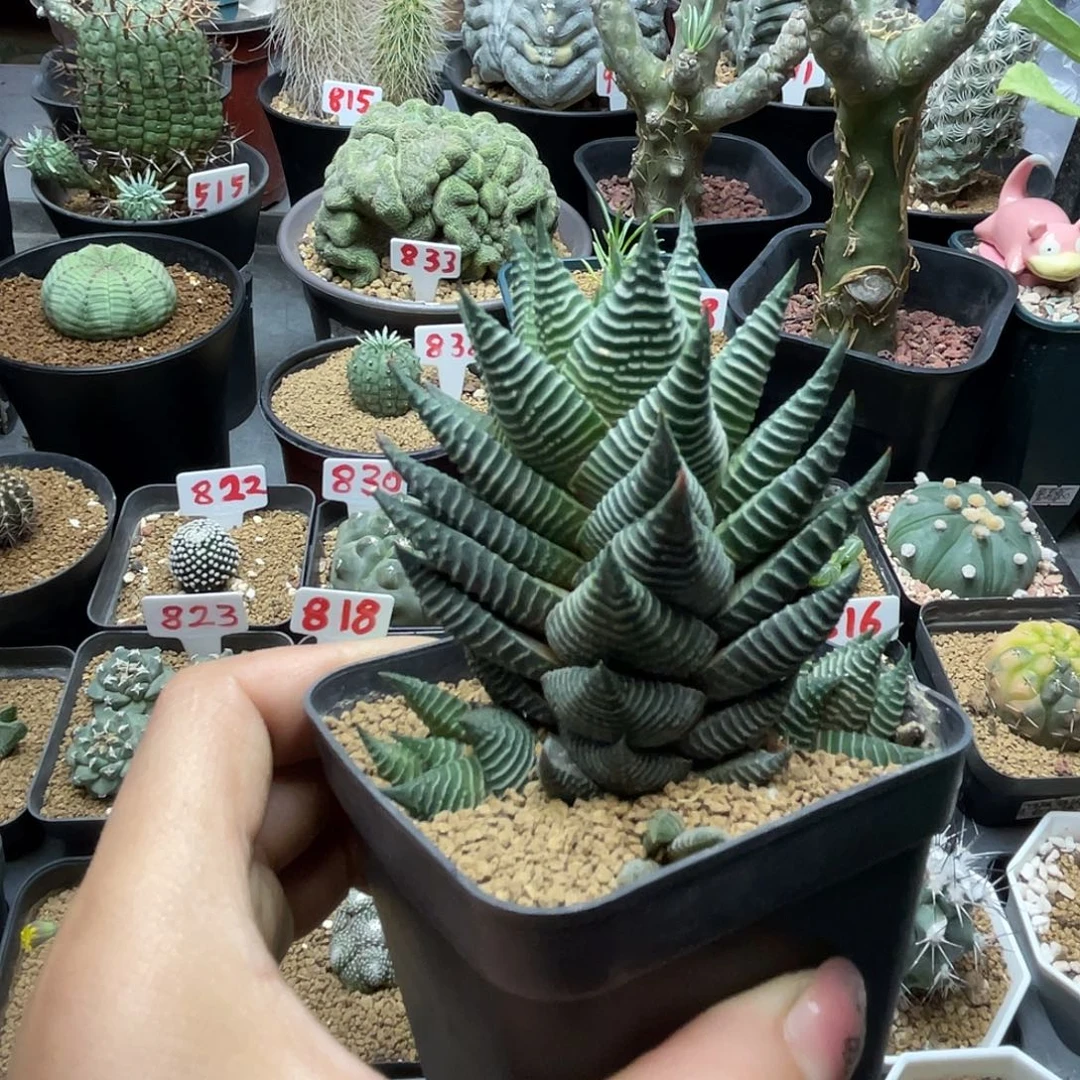 实生丸叶白马城仙人球