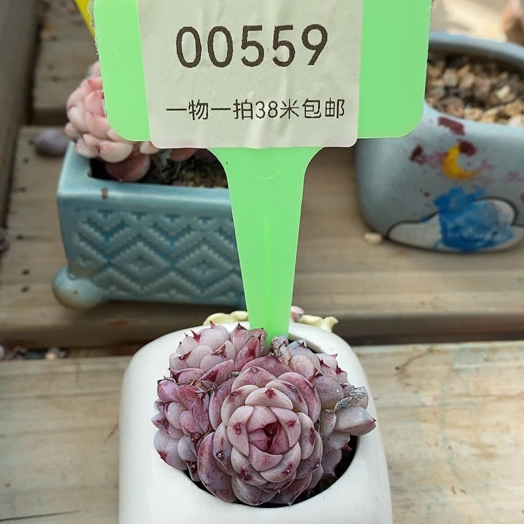 00559凑咯来咯哦璐璐