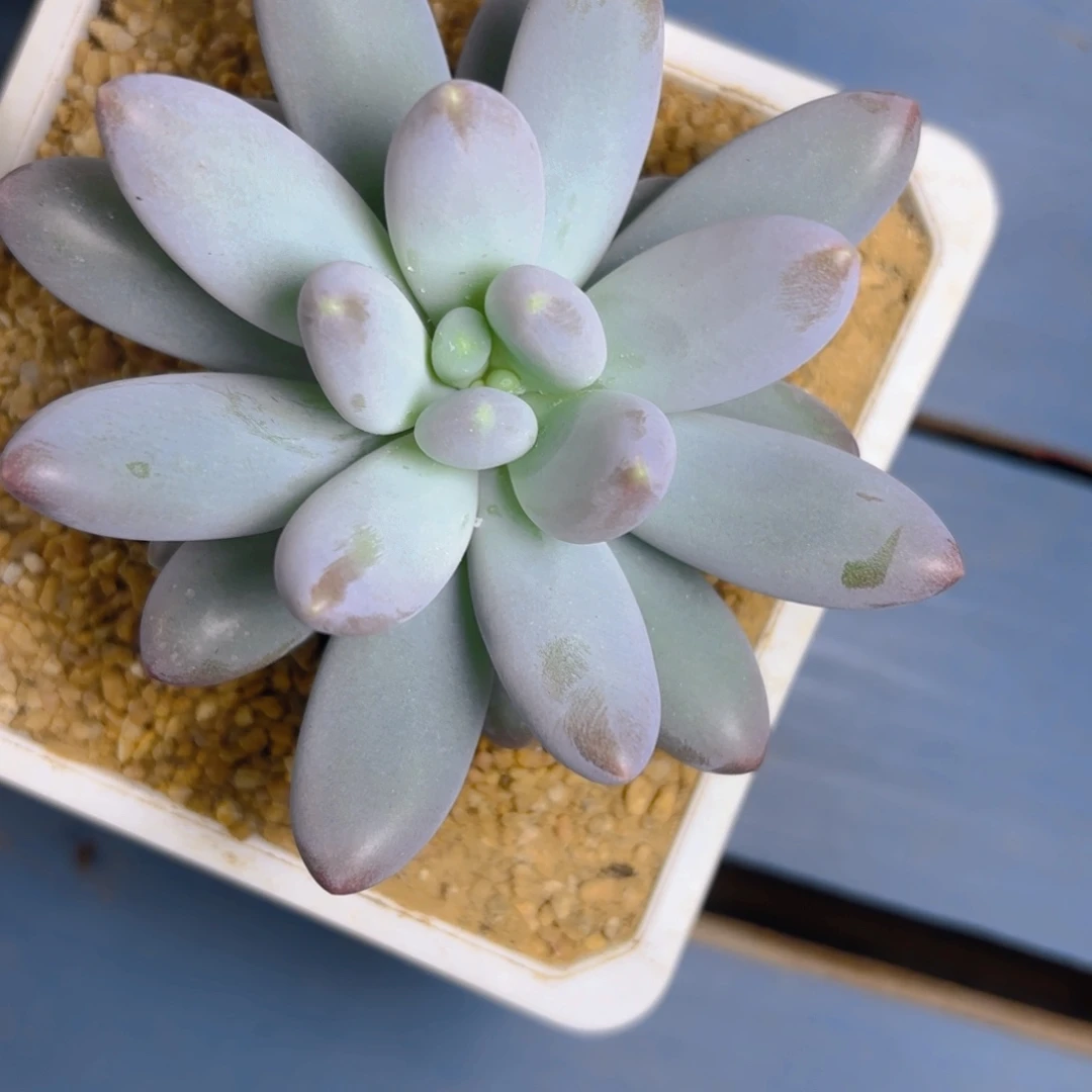 朵露一物一拍发货