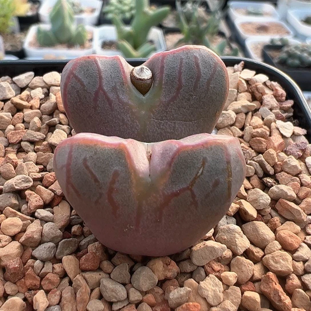 ?****?多肉肉锥 雷神sp