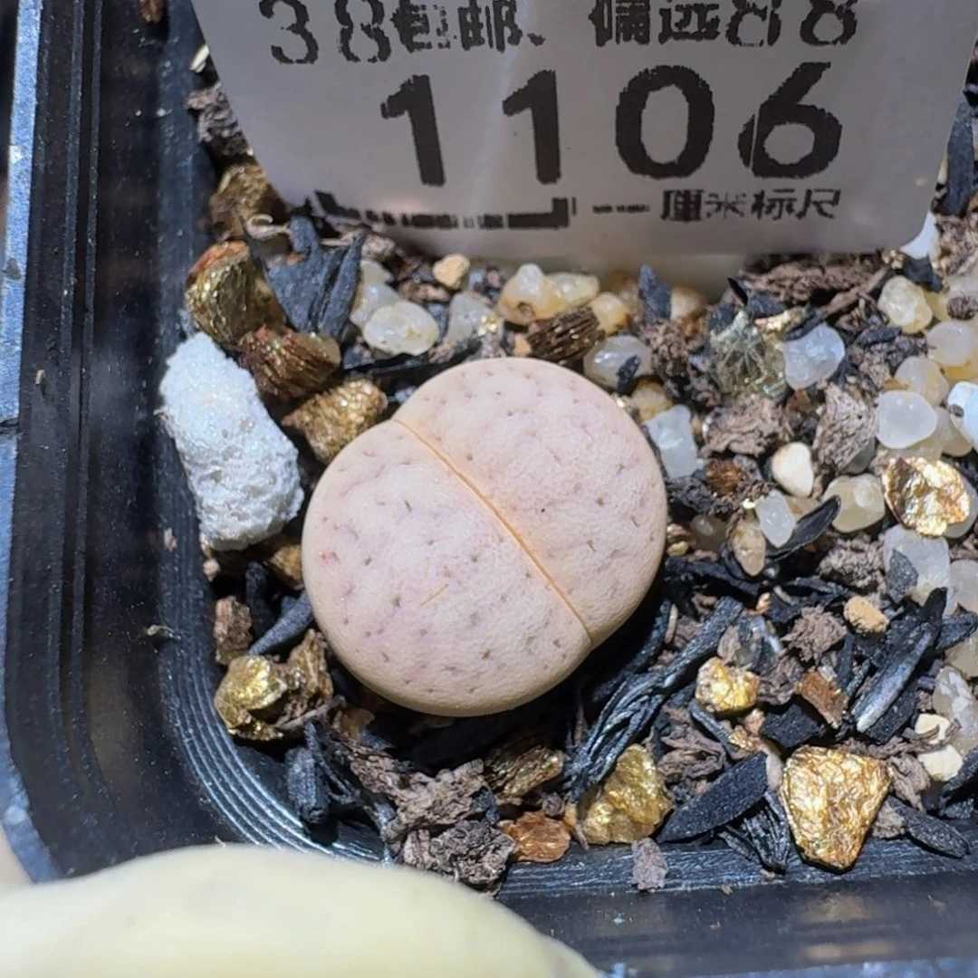 ****肉zzzz精品生石花1106