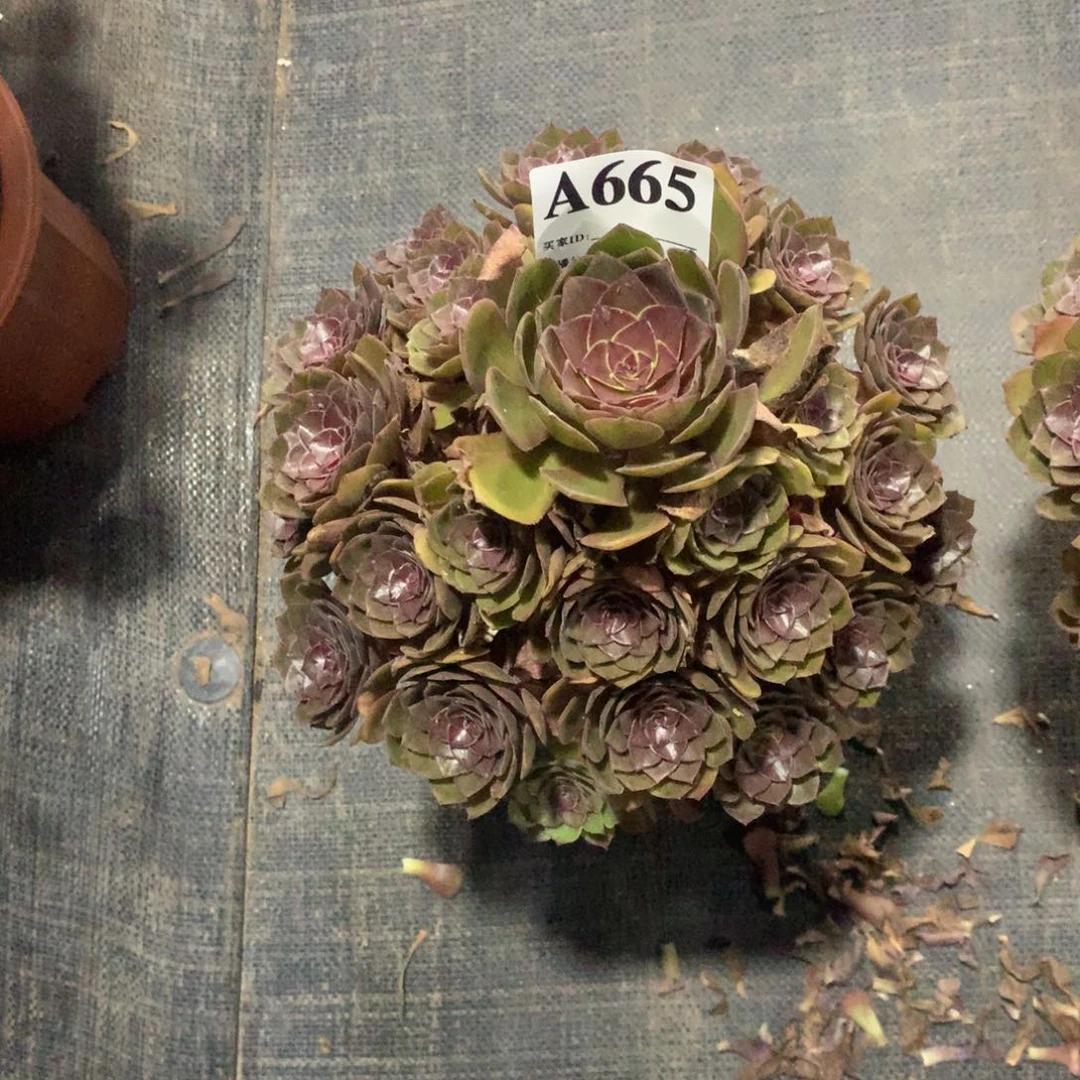 红魔665法师多肉植物