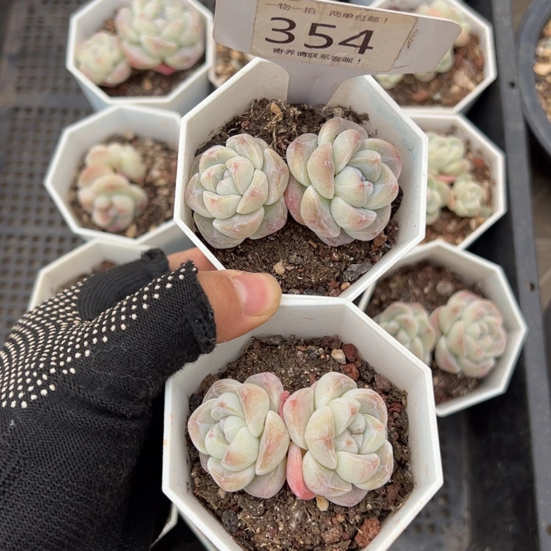 红陶霖*月354号多肉植物