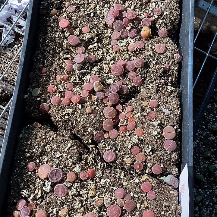 18382。  一筐OK带筐发。