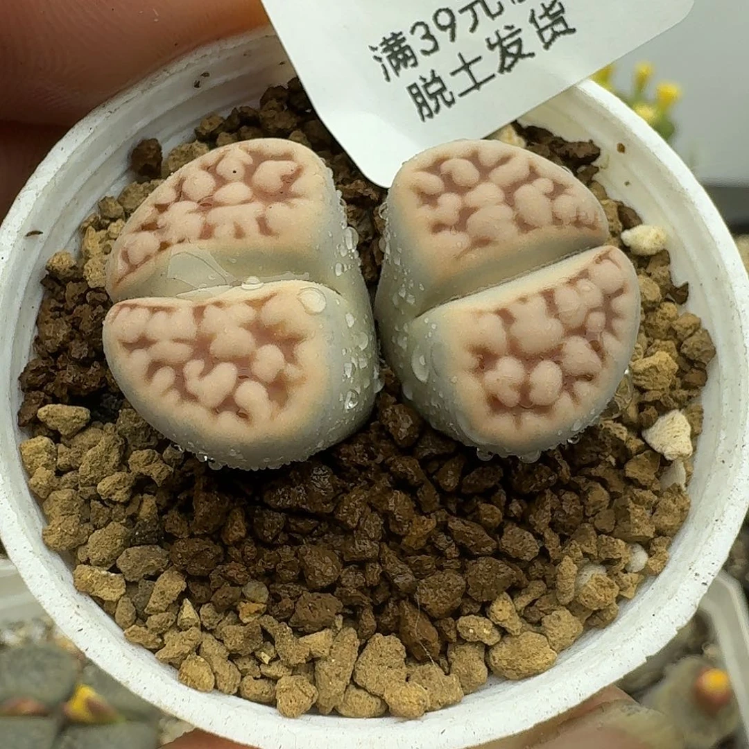 206多肉哈哈哈哈哈哈