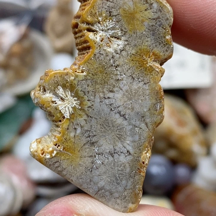 硅化珊瑚（珊瑚玉）未镶嵌颈饰