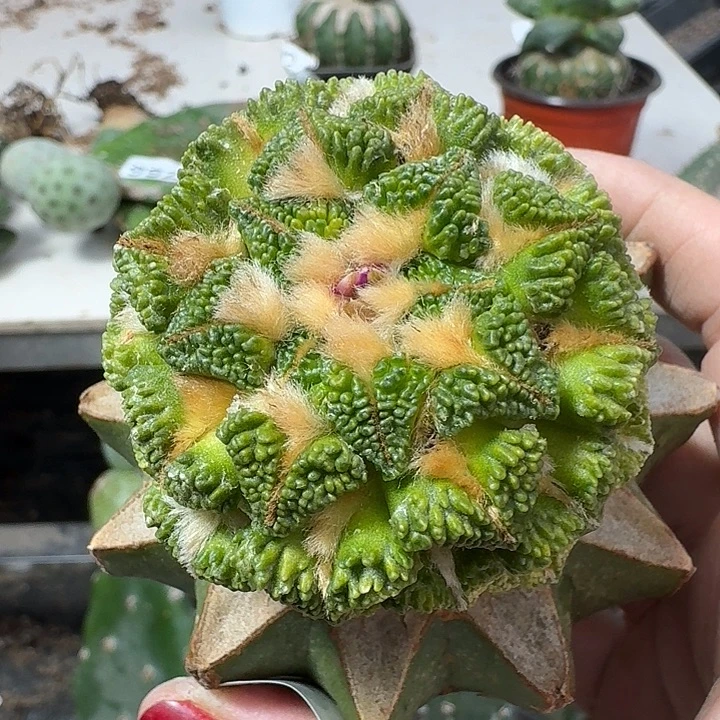 无花朵颗粒盾牌大尤黑锦879