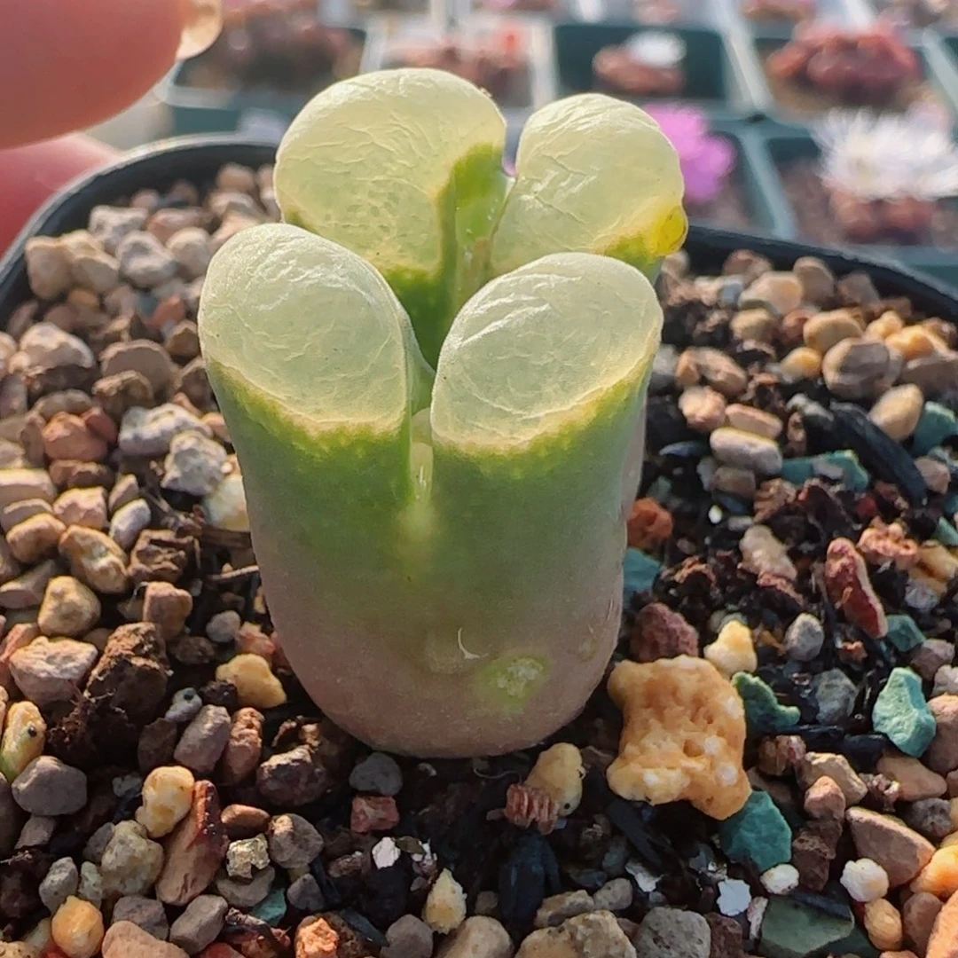 蒙***蒙多肉植物群母本9号