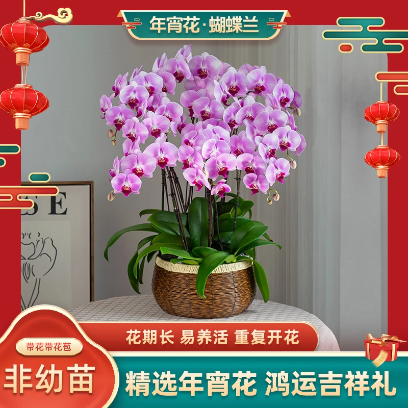精品鲜花蝴蝶兰【春风】 婚礼 宴请送人送礼 富贵 室内乔迁鲜花