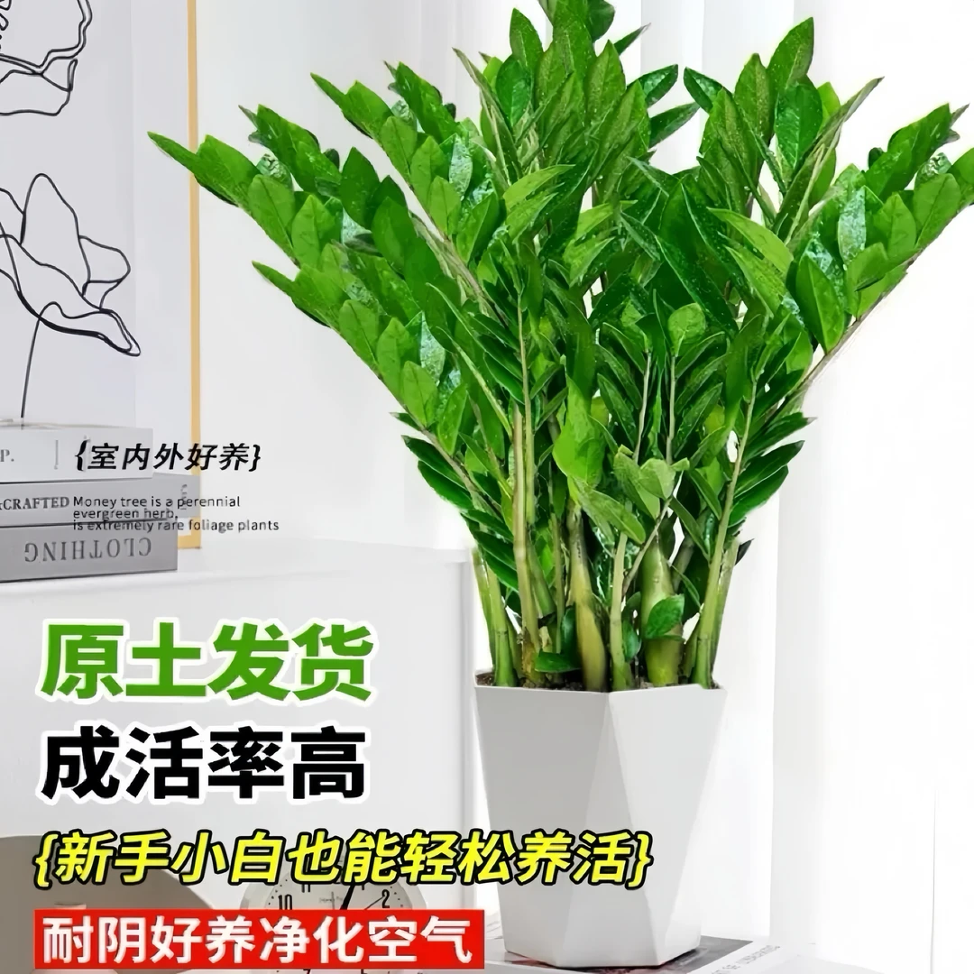 【30公分高】金钱树盆栽室内客厅办公室四季常青净化空气绿植