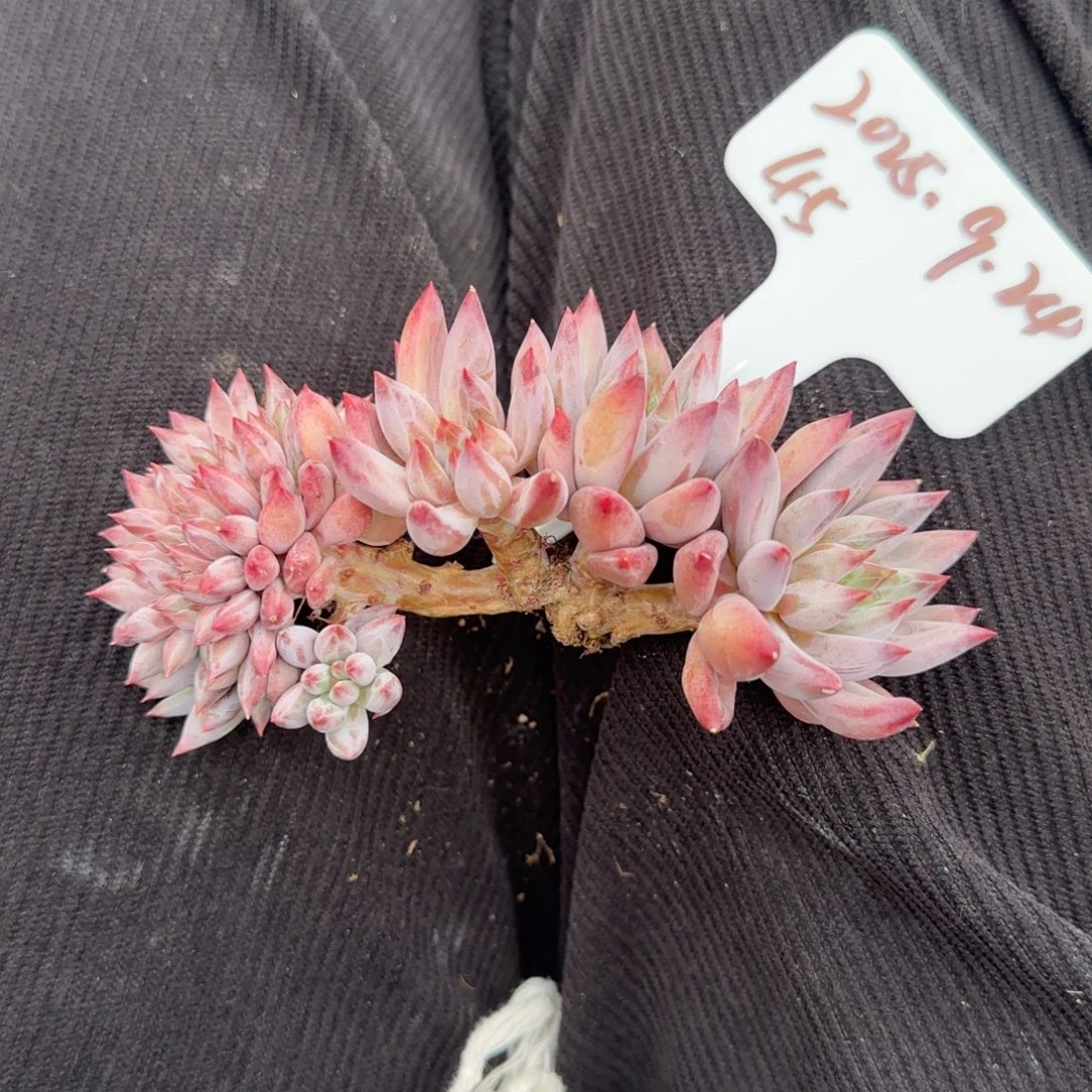 一物一拍羽毛纹虞美人缀45