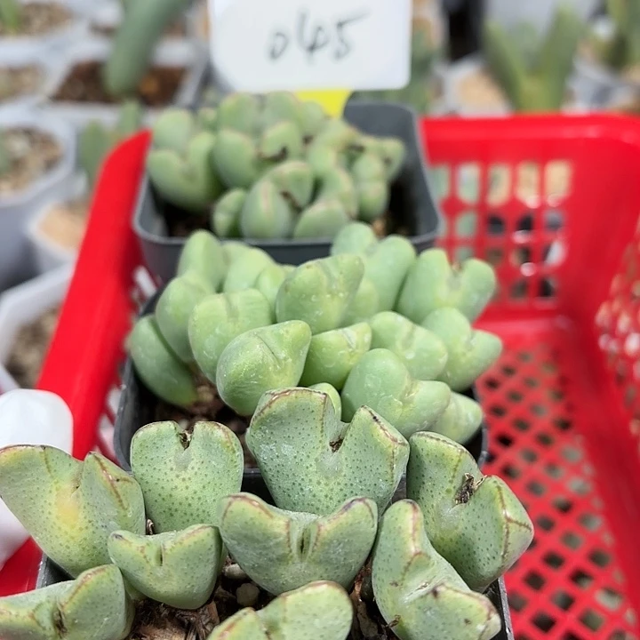 Y***@苹果手机没流量的一星期又